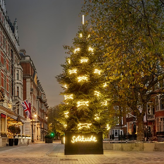 Connaught Christmas Tree 2022